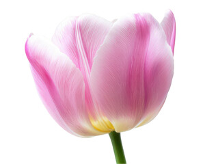 Fototapeta premium Close-up of a pink tulip with delicate petals against a white background showcasing its natural beauty.