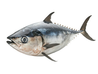 Fototapeta premium Close-up of a realistic tuna fish on a white background, showcasing its shiny scales and streamlined body.