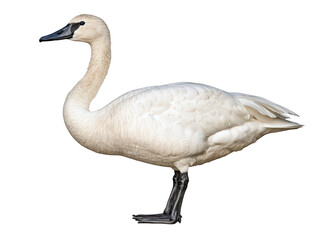 Fototapeta premium Elegant white swan standing with poise on a clear background.