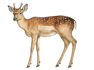 Illustration of a graceful young deer with small antlers and spotted coat.