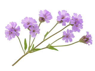 Delicate cluster of light purple flowers with green stems on a white background.