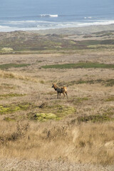 Hirsch vor der Pazifikküste am Point Reyes