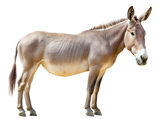 Obraz premium Side profile of a brown donkey standing against a plain white background.