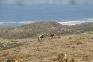 Hirsche vor der Pazifikküste am Point Reyes in Kalifornien