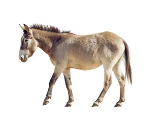 A donkey with light brown fur standing on a white background, showcasing its distinctive features.