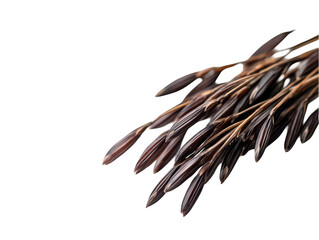 Close-up of wild rice grains on stalks against a black background, showcasing their natural earthy tones and textures.