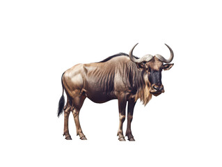 A solitary wildebeest standing proudly against a white background.