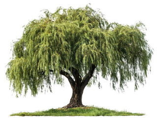 Lush willow tree with cascading green foliage on vibrant grass.