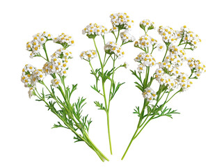 Elegant clusters of white yarrow flowers with delicate green leaves, isolated on a white background.