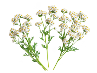 Elegant clusters of white yarrow flowers with delicate green leaves, isolated on a white background.