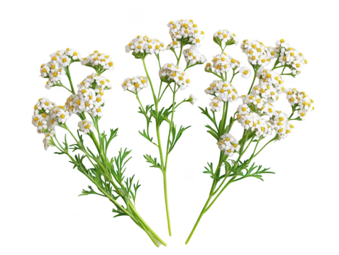 Elegant clusters of white yarrow flowers with delicate green leaves, isolated on a white background.