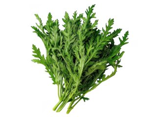 Fresh green mugwort leaves arranged against a plain background.