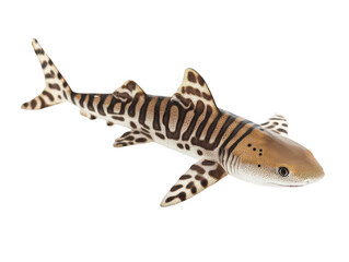 A zebra shark displaying unique striped and spotted patterns swims gracefully.