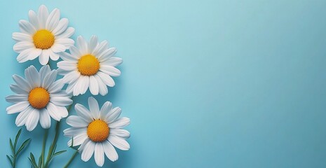 Obraz premium Bright daisies in turquoise pots arranged on a vibrant wall in a cheerful indoor setting