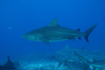 bull shark
