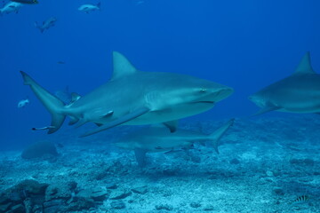 bull shark