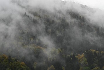 Misty forest landscape with dense fog