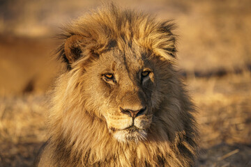 Lion head shot staring at the camera seen on safari in Botswana 