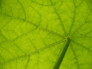 Obraz premium Fresh green leaf texture of plant Tropaeolum, Nasturtium - natural background, close-up shot. Topics: vegetation, pattern, natural environment, season, macro, flora, botany, ecology