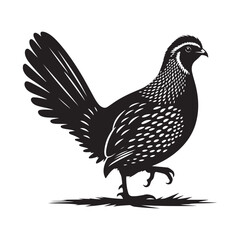 Quail bird silhouette  vector black color white background 