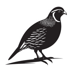 Quail bird silhouette  vector black color white background 