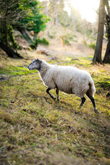 Sheep in the field.