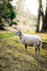 Fototapeta premium Sheep on an autumn day.