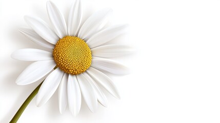 A single white daisy flower, isolated on a white background, with delicate petals and a bright yellow center