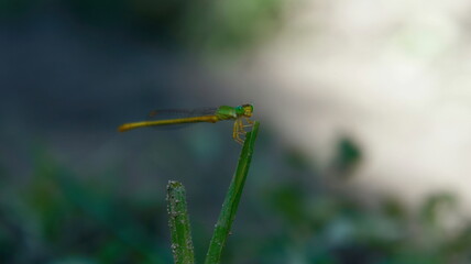 dragonfly  1