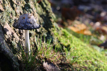 Fototapeta premium champignon
