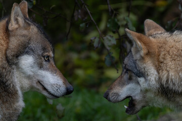 Wiley, witty, and wild, The Wolf. Adult male Gray Wolf (Canis lupus) native to North America. Bright orange and golden sunlight illuminate the canine. Taken in controlled conditions