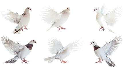 Obraz premium Collection of Graceful White Pigeons in Various Poses Generative AI