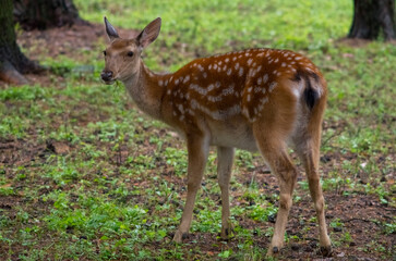 Fototapeta premium deer in the woods