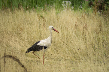 Fototapeta premium white stork ciconia