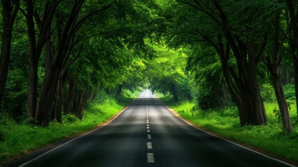 Fototapeta premium Road Through Green Canopy