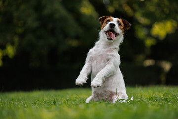 dog of the Jack Russell Terrier runs through the green grass in the park. animal training.