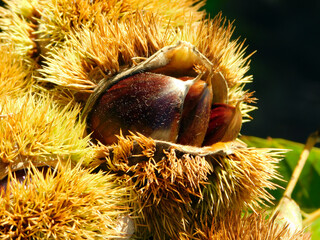 chestnut trees in bloom