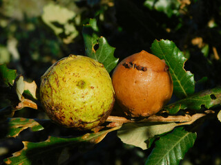 Galls, barbells or cecidia are tumor-like structures induced by insects