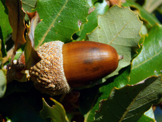 Acorns are the fruits produced by trees of the Quercus genus, in this case oak acorns.