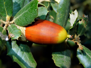 The acorn or lande is a characteristic fruit of the species of the genus Quercus