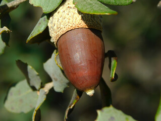 The acorn or lande is a characteristic fruit of the species of the genus Quercus