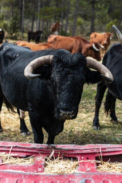 Black horned bull eating hay in a forest pasture