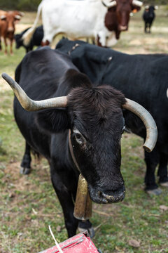 Close-up of black horned cow with bell in a forest pasture