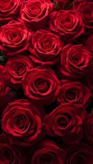 Vibrant red roses creating a rich luxurious texture