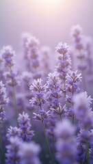 Obraz premium Beautiful lavender flowers in full bloom creating a calming and fragrant atmosphere