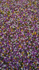 Vibrant wildflowers in shades of purple pink yellow and blue create a lively meadow texture