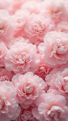 Obraz premium Soft pink carnations with ruffled petals create a rich textured background