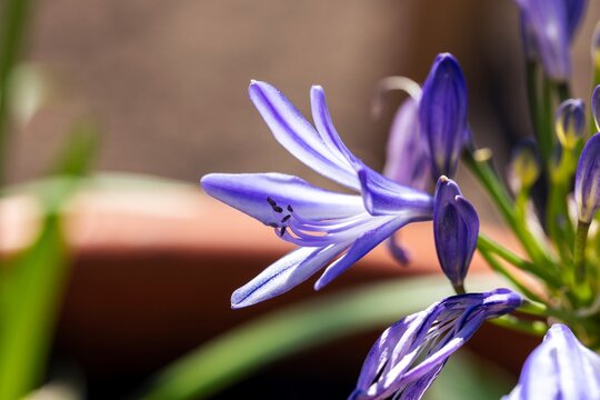 A portrait of a blooming African Lily (Agapanthus) with delicate violet petals and dark stamens, beautifully highlighted by soft sunlight. The vibrant bloom contrasts against a blurred background.