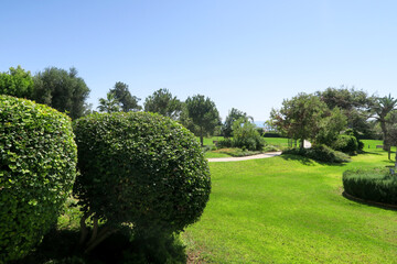 dense lawn grass. The green lawn is short-cropped