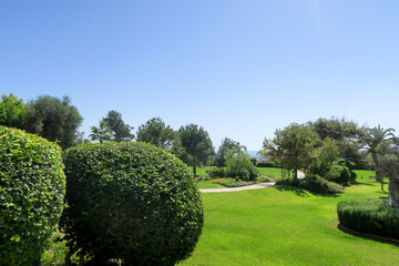 dense lawn grass. The green lawn is short-cropped